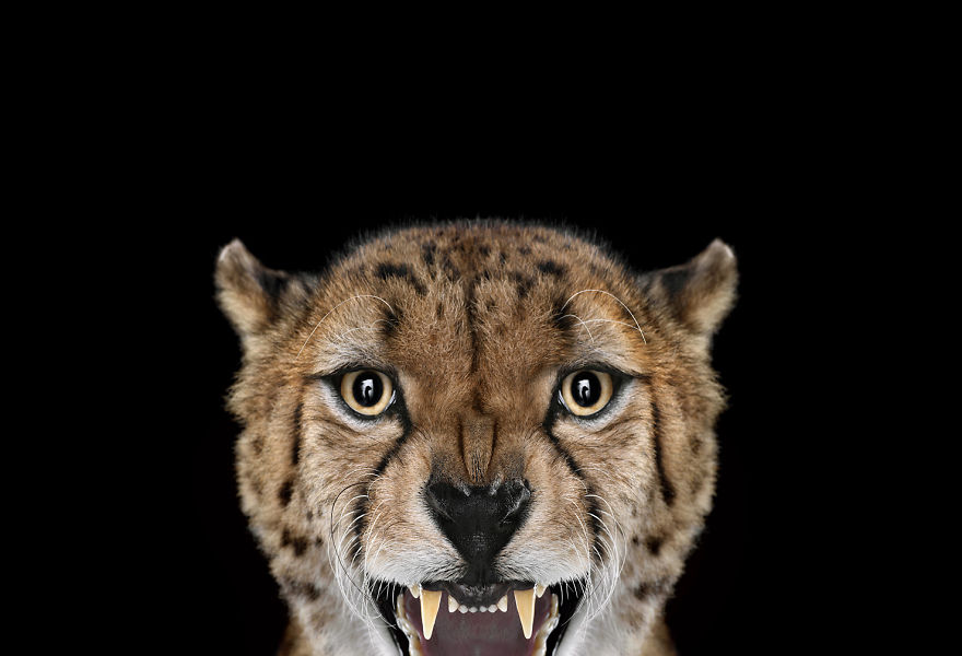 I Create Studio Portraits Of Exotic Animals Looking Directly Into The Camera