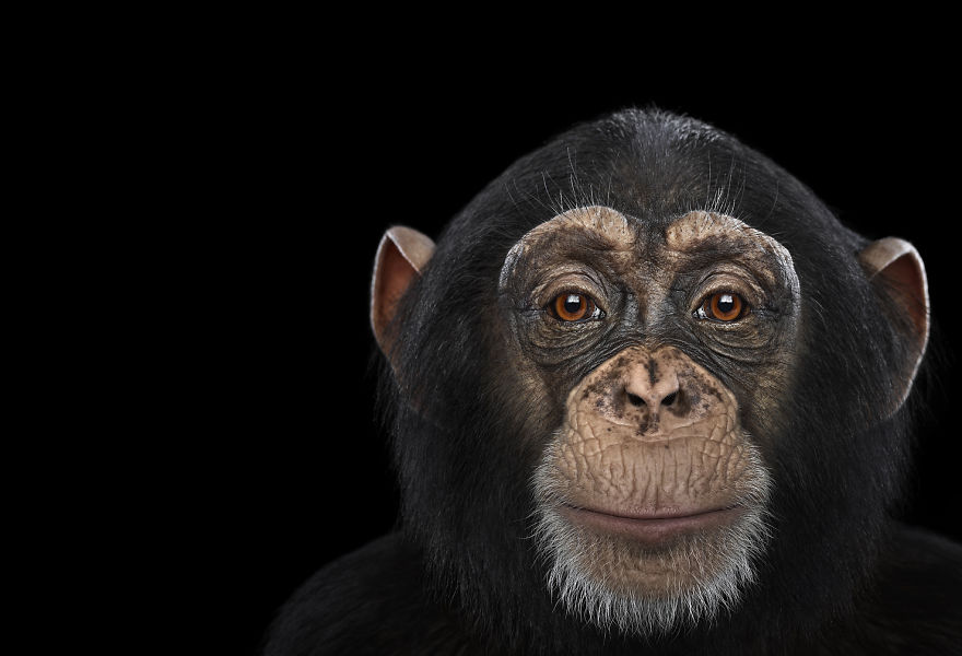 I Create Studio Portraits Of Exotic Animals Looking Directly Into The Camera