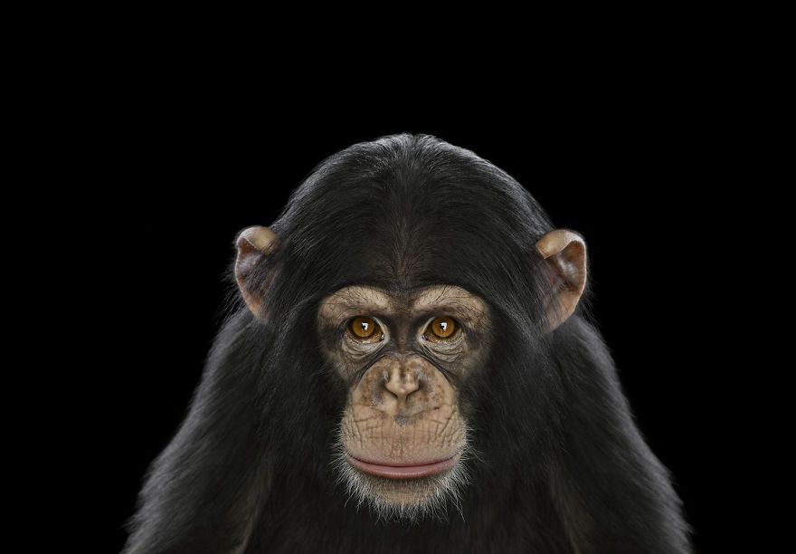 I Create Studio Portraits Of Exotic Animals Looking Directly Into The Camera