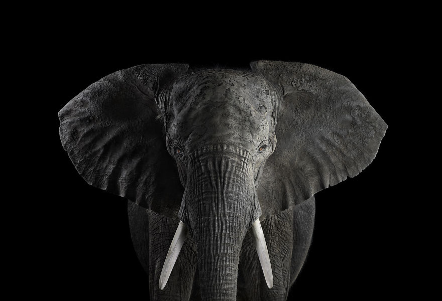 I Create Studio Portraits Of Exotic Animals Looking Directly Into The Camera