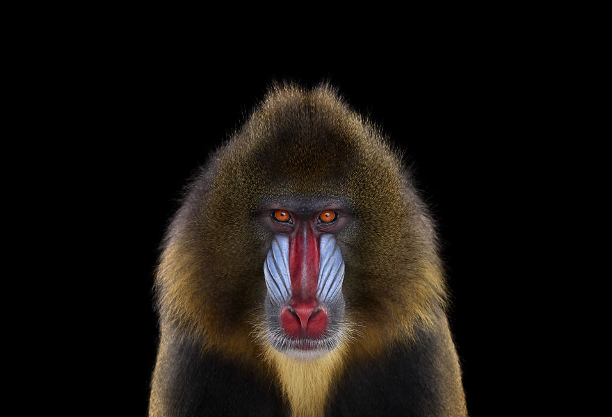 I Create Studio Portraits Of Exotic Animals Looking Directly Into The Camera