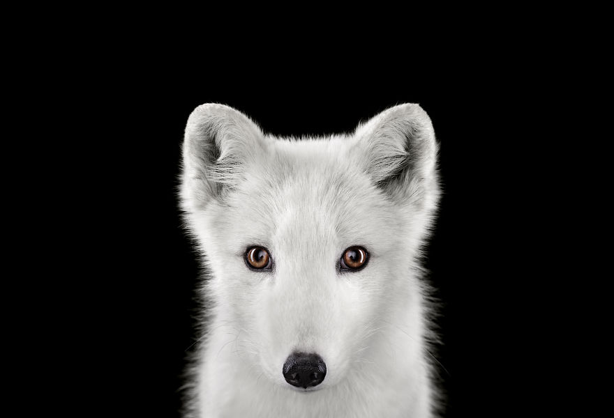I Create Studio Portraits Of Exotic Animals Looking Directly Into The Camera
