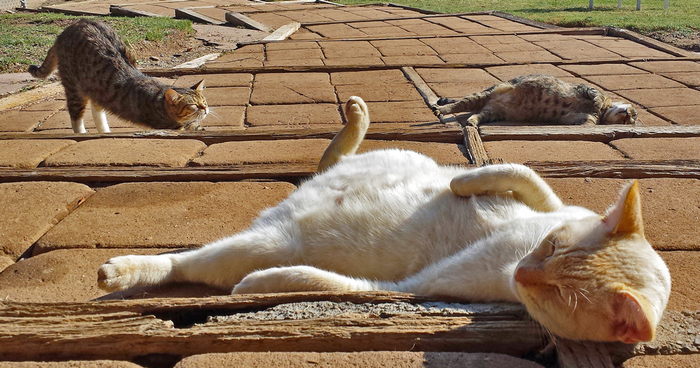 Every Week I Photograph Cats At The Largest No-kill Cat Sanctuary In California (700+ Cats)