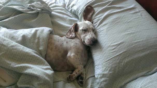 Slumbering Doxie
