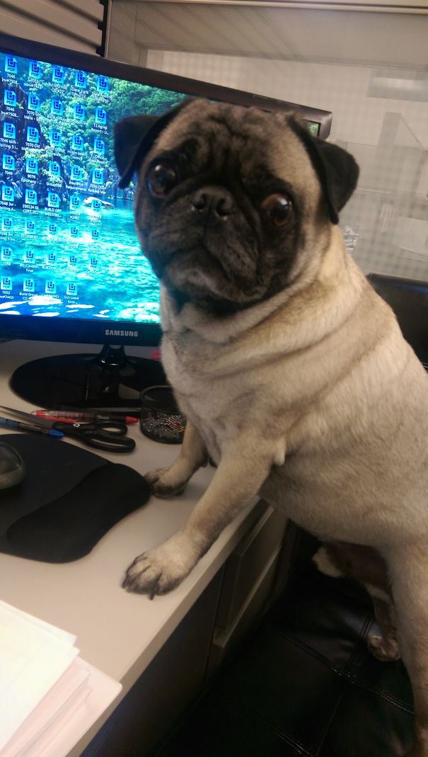 This Is My New Assistant Roo Making Sure I Stay Focus With Work And Not Slack Off