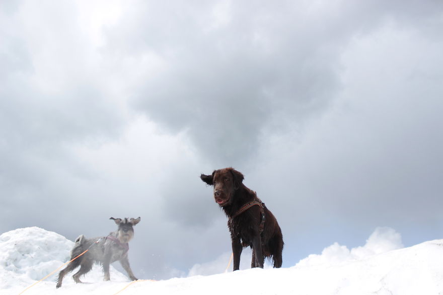 My Favorite Pictures From My Dog-walking Adventures