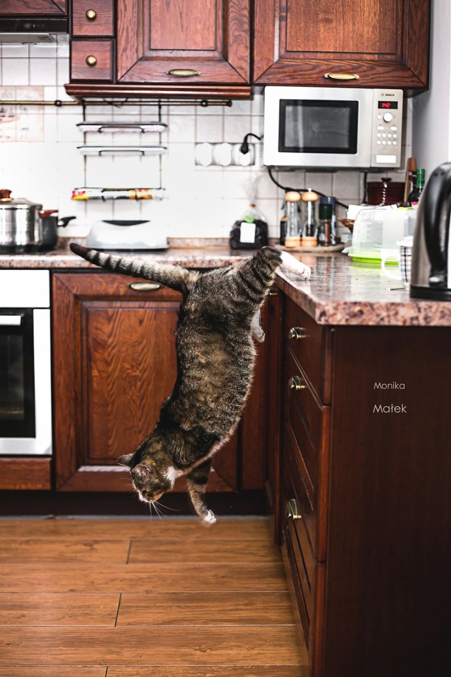 I Am Still A Cat: I Photograph Disabled Cats To Show They're Still Awesome I Am Still A Cat: I Photograph Disabled Cats To Show They're Still Awesome