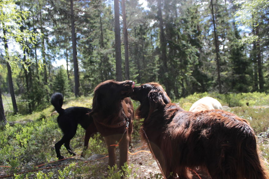 My Favorite Pictures From My Dog-walking Adventures