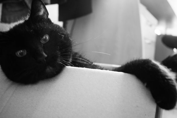 Draw Me Posing In A Box