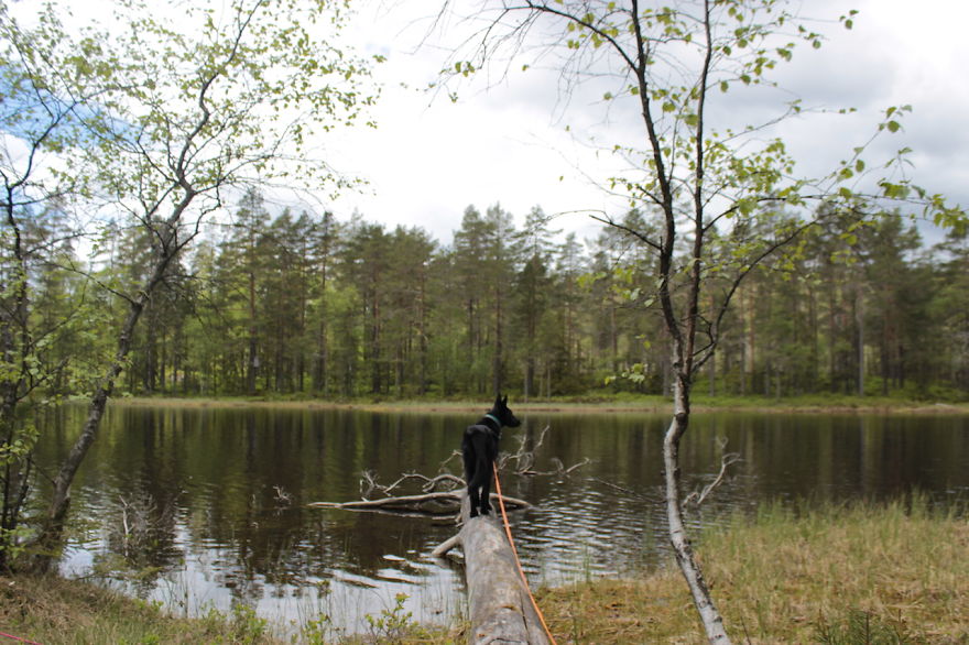 My Favorite Pictures From My Dog-walking Adventures