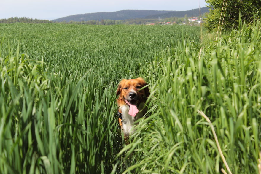 My Favorite Pictures From My Dog-walking Adventures My Favorite Pictures From My Dog-walking Adventures