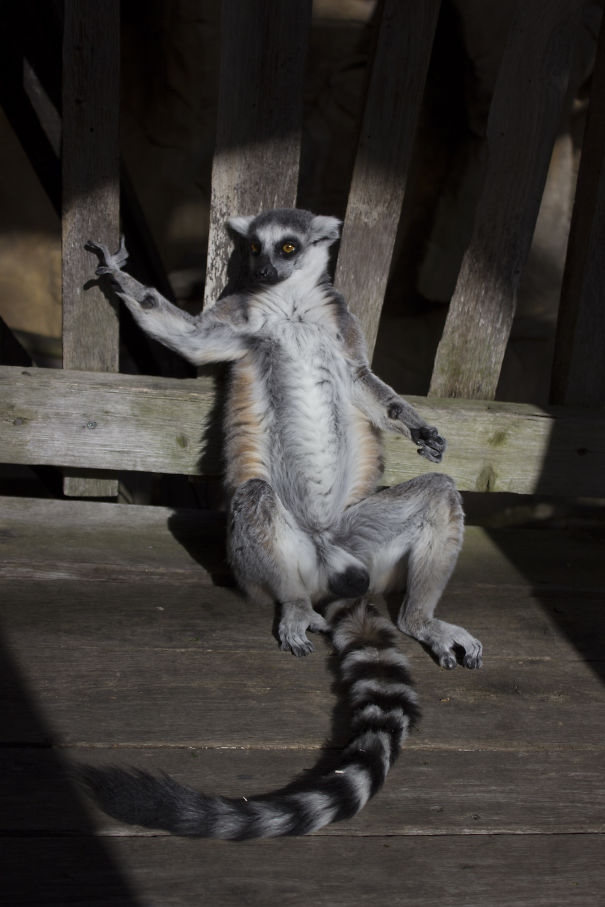 Lemur Posing