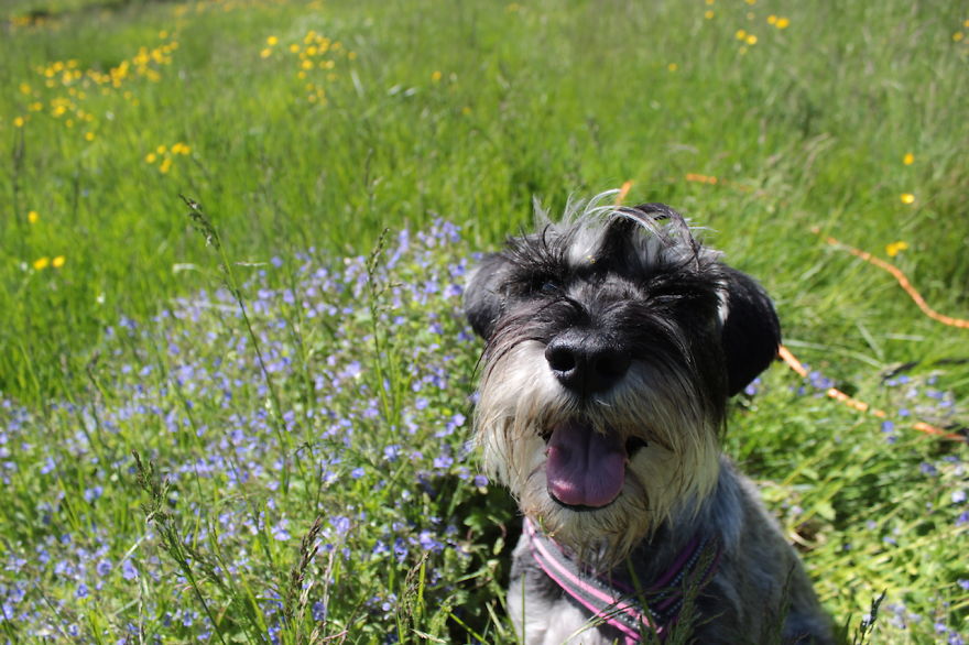 My Favorite Pictures From My Dog-walking Adventures My Favorite Pictures From My Dog-walking Adventures