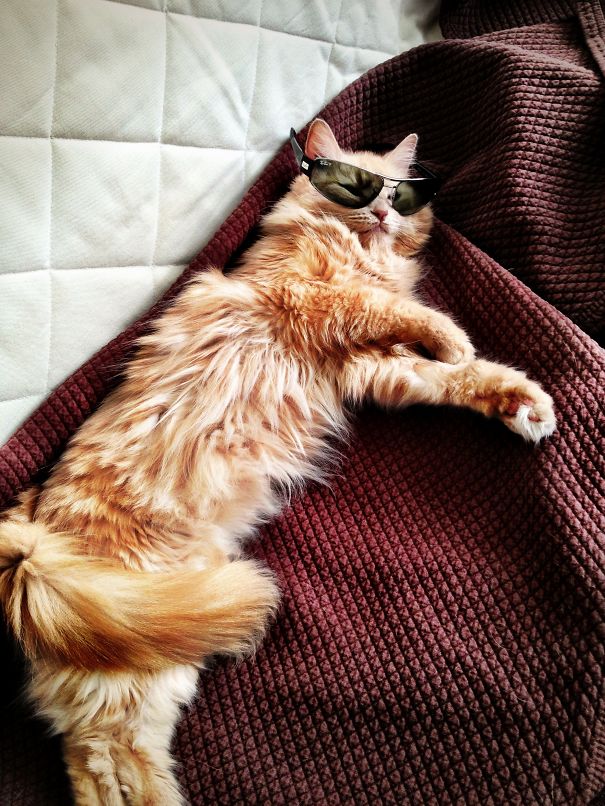 I'm Too Sexy For My Love, Too Sexy For My Love...