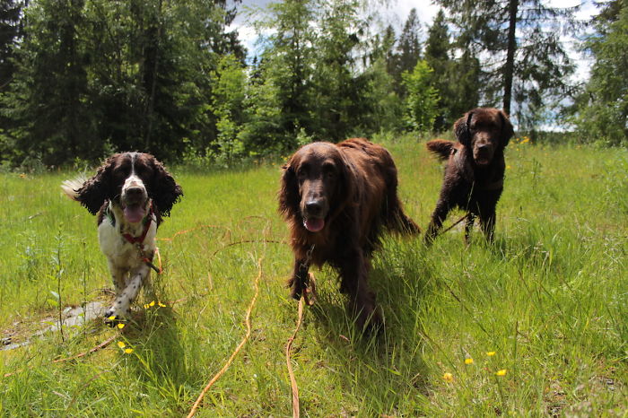 My Favorite Pictures From My Dog-walking Adventures