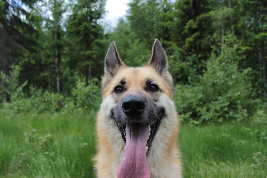 My Favorite Pictures From My Dog-walking Adventures