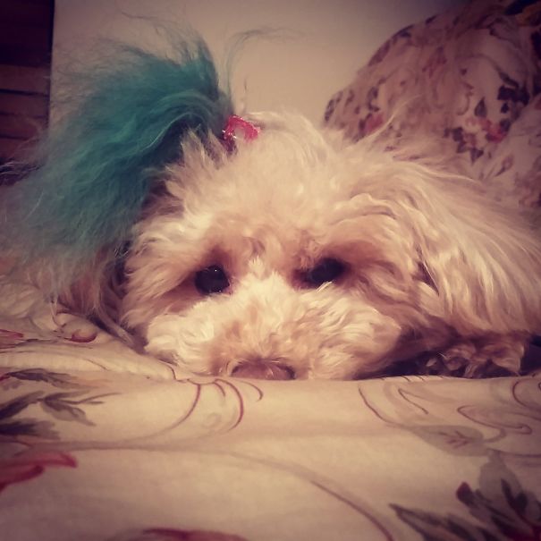 @chothelo. This Is Ted