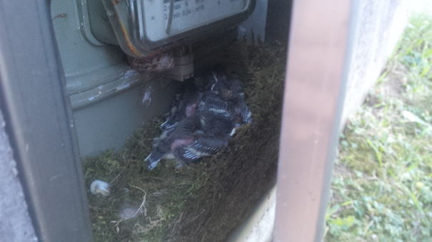 Inside The Gauge Panel