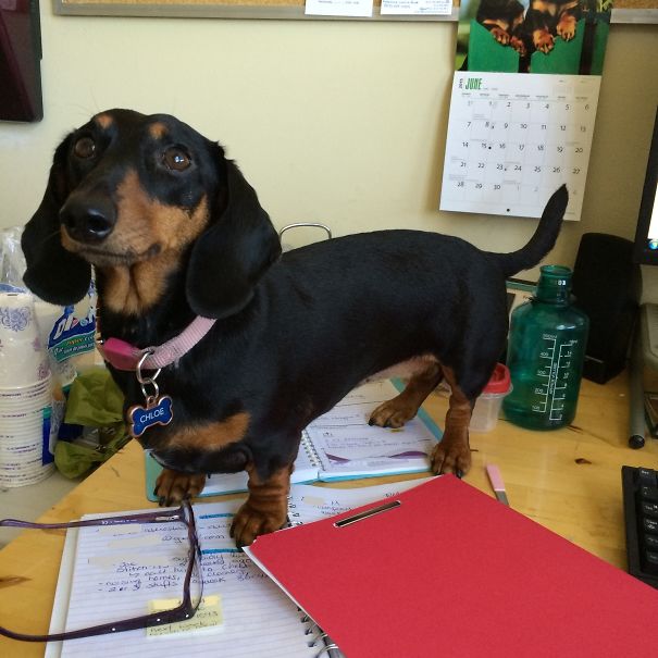 Demanding Doxie Looking For Love