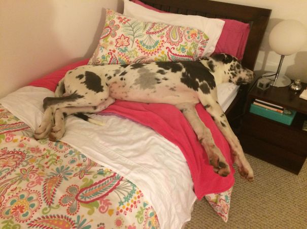 6 Month-old Great Dane