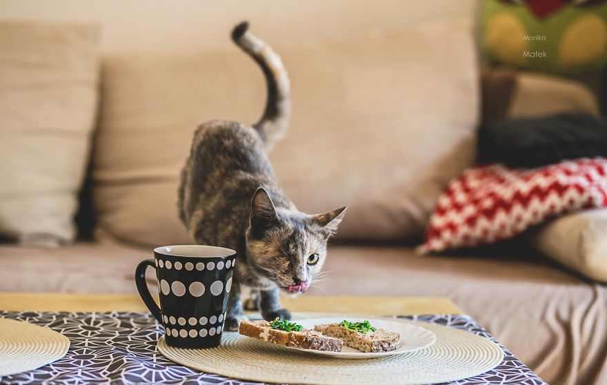 I Am Still A Cat: I Photograph Disabled Cats To Show They're Still Awesome I Am Still A Cat: I Photograph Disabled Cats To Show They're Still Awesome