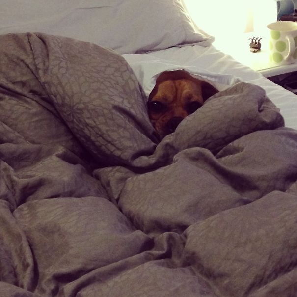 No, I Don't Want To Go For A Walk.