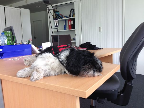 Jazz Having His Afternoon Nap On His Desk (he Comes To The Office Everyday)