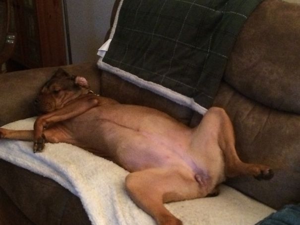 Miss December, Dog Fancy