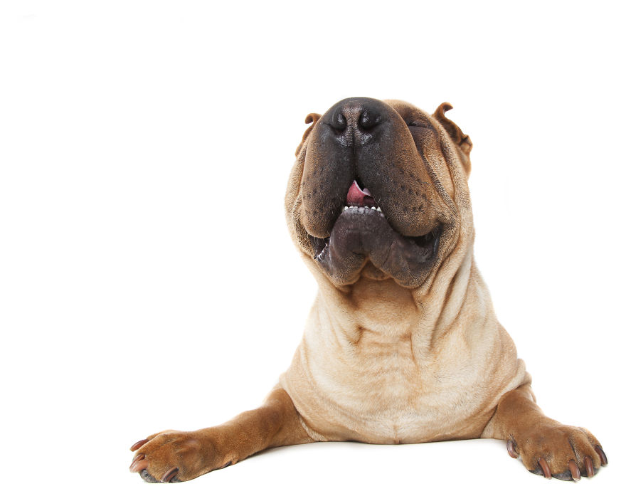 Zen Dogs: Photographer Captures The ‘Relaxed’ State Of Man's Best Friend