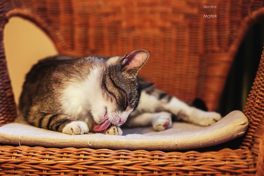 I Am Still A Cat: I Photograph Disabled Cats To Show They're Still Awesome I Am Still A Cat: I Photograph Disabled Cats To Show They're Still Awesome