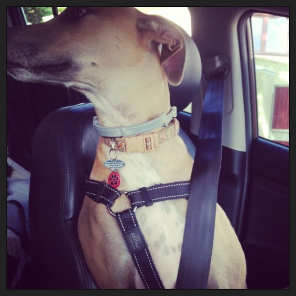 Safety First When Driving To Work Says Fernando The Rescued Greyhound