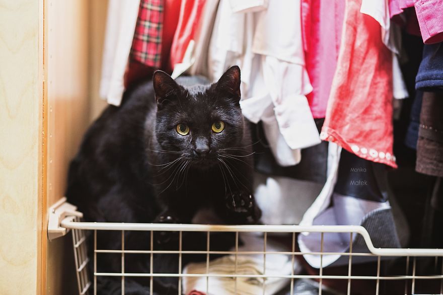 I Am Still A Cat: I Photograph Disabled Cats To Show They're Still Awesome I Am Still A Cat: I Photograph Disabled Cats To Show They're Still Awesome