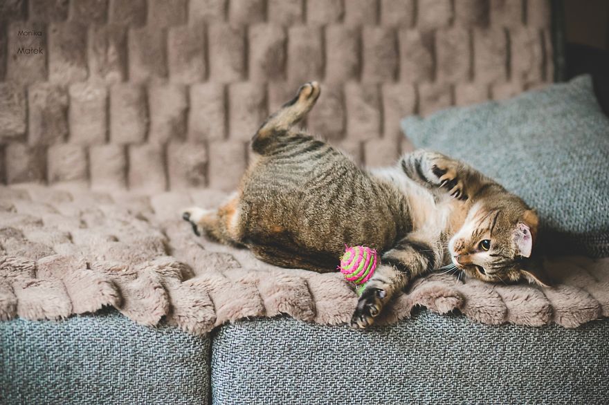 I Am Still A Cat: I Photograph Disabled Cats To Show They're Still Awesome I Am Still A Cat: I Photograph Disabled Cats To Show They're Still Awesome