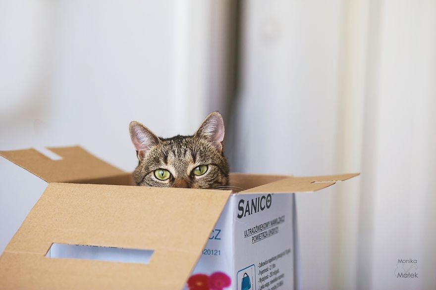 I Am Still A Cat: I Photograph Disabled Cats To Show They're Still Awesome I Am Still A Cat: I Photograph Disabled Cats To Show They're Still Awesome