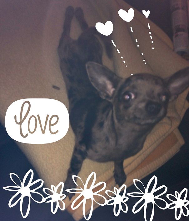 I Love You! My Chihuahua Mimi Does This Every Morning :)