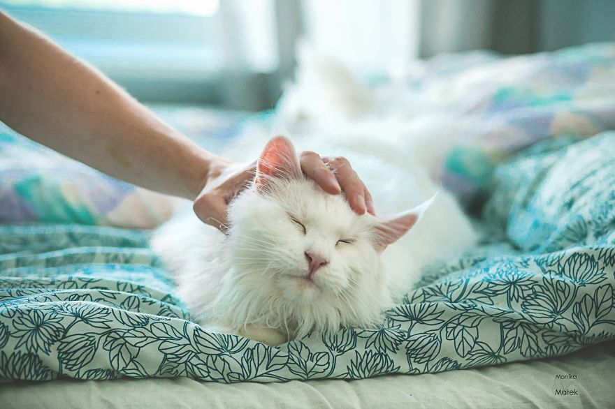 I Am Still A Cat: I Photograph Disabled Cats To Show They're Still Awesome I Am Still A Cat: I Photograph Disabled Cats To Show They're Still Awesome