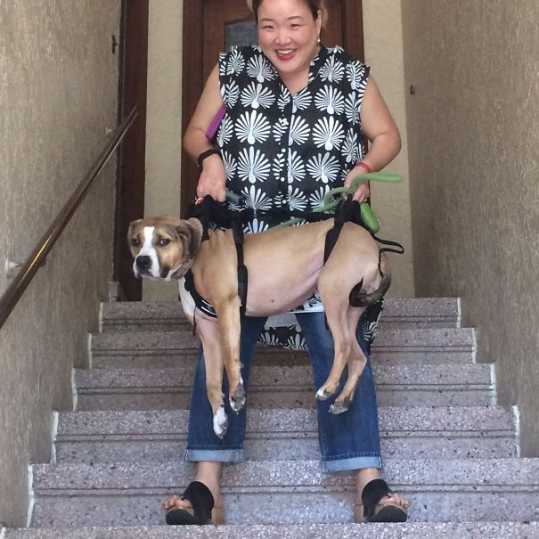 Knee Surgery Might Slow Monkey Down, But It Isn't Going To Keep Her From Going To Work.