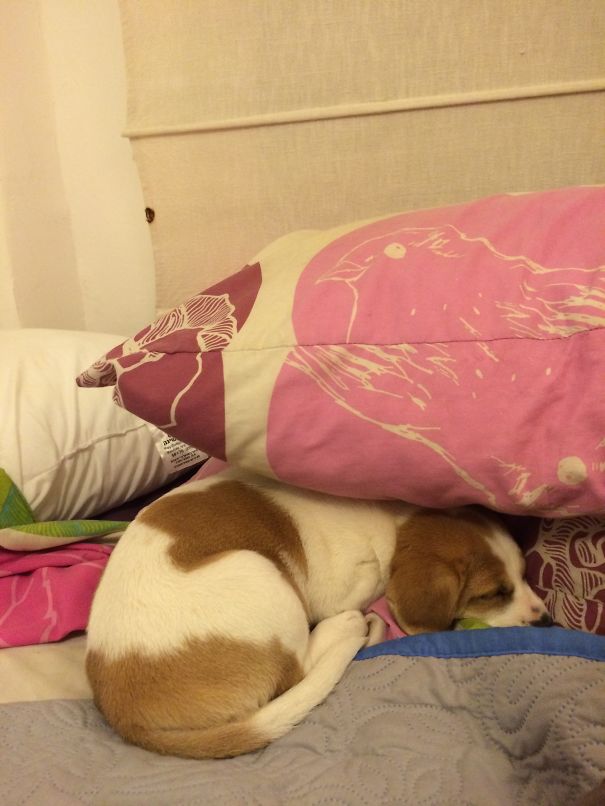 Under The Cushion Comfy!