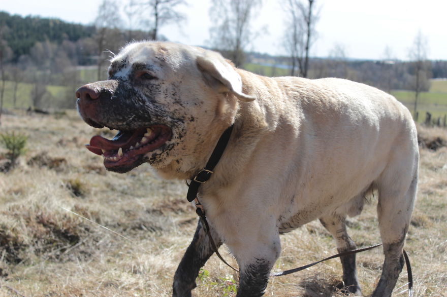 My Favorite Pictures From My Dog-walking Adventures