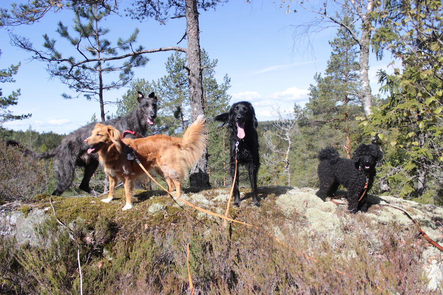 My Favorite Pictures From My Dog-walking Adventures My Favorite Pictures From My Dog-walking Adventures