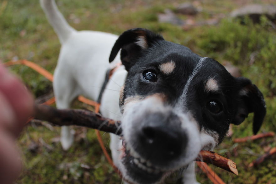 My Favorite Pictures From My Dog-walking Adventures