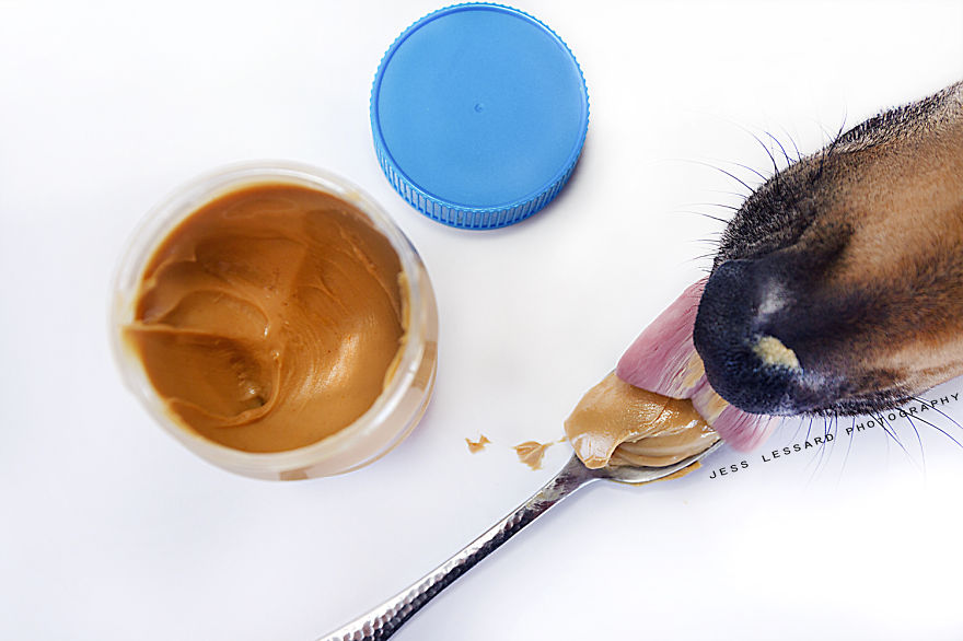 I Turned My Dog's Food-Stealing Skills Into Art I Turned My Dog's Food-Stealing Skills Into Art