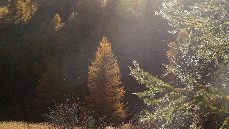 La Clarée: The Amazing 'Golden Valley' In France Becomes Hiking Heaven In Autumn La Clarée: The Amazing 'Golden Valley' In France Becomes Hiking Heaven In Autumn