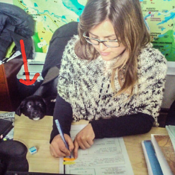 Seems Assistant Dog Wants To Give His Opinion Too.