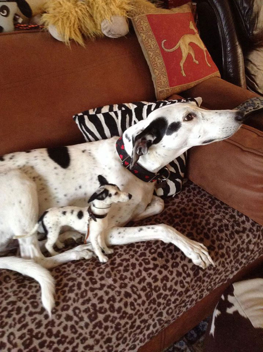 I Needle-Felt Realistic Sculptures Inspired By Real Animals I Needle-Felt Realistic Sculptures Inspired By Real Animals