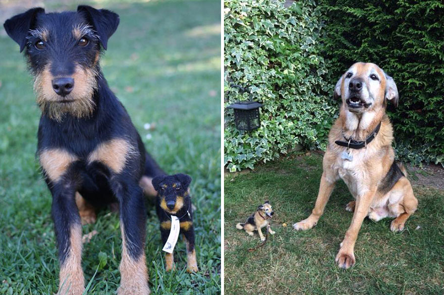 I Needle-Felt Realistic Sculptures Inspired By Real Animals I Needle-Felt Realistic Sculptures Inspired By Real Animals