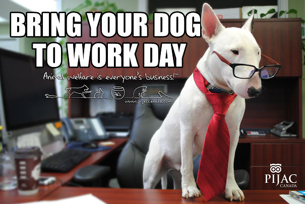 At Pijac Canada Everyday Is Bring Your Dog To Work Day.