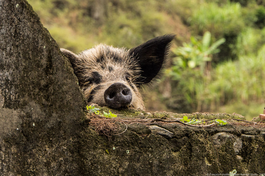 I Loved Friendly Pigs From Cabo Verde Until I Met Them Face To Face