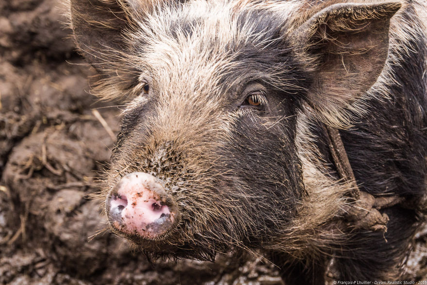 I Loved Friendly Pigs From Cabo Verde Until I Met Them Face To Face