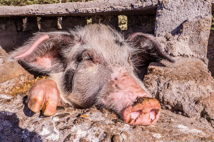 I Loved Friendly Pigs From Cabo Verde Until I Met Them Face To Face